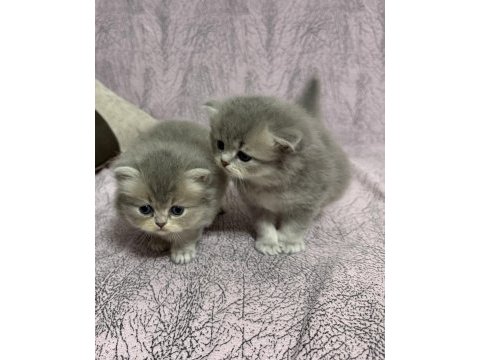 British longhair sevimli iki kardeş