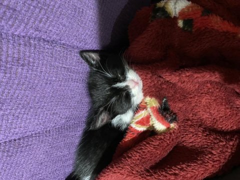 Minik kedimiz yeni yuvasını arıyor
