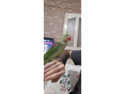 1.5 yaşında dişi iskender papağanı