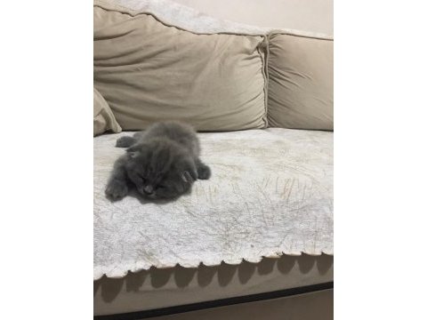 Kesik kulak scottish fold uyguna