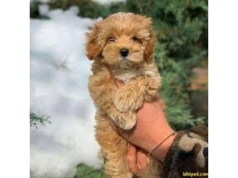 3 aylık maltipoo yavrular