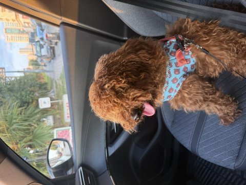 1 yaşında tam bir evcimen küçük poodle kafimizi