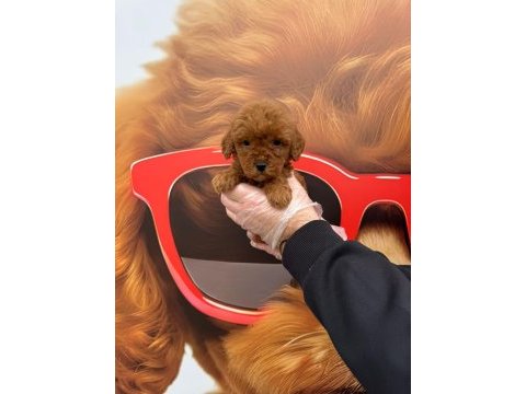 Toy poodle gofrikler