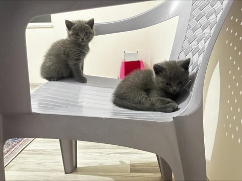 Sahiplendirme british shorthair