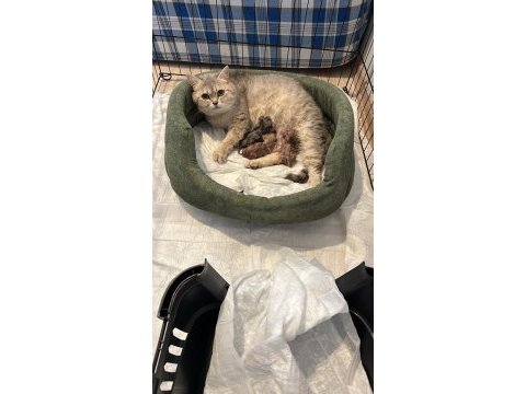 Ücretsiz sahiplendirme kedilerim