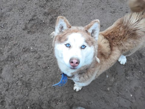 Safkan sibirya kurdu husky