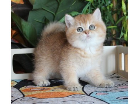 Safkan şecereli oyuncu dişi british shorthair hemen teslim