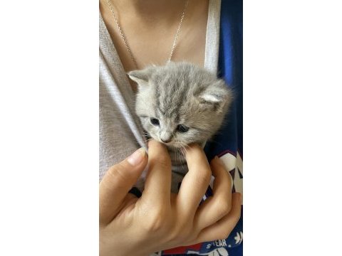 British shorthair kediler