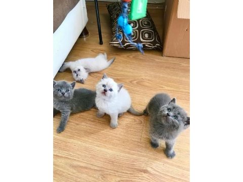 Scottish ve british shorthair yavrular yuvalarını bekliyor