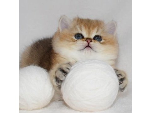 British shorthair yavruları