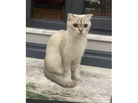 Scottish fold ömürlük yuva arıyoruz