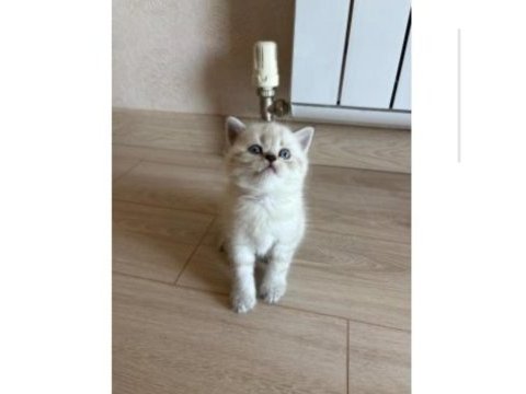 British shorthair yavrularımıza yuva arıyoruz