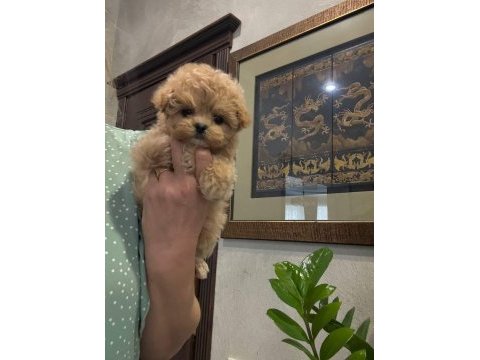 Kore maltipoo yavrular
