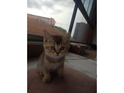 British shorthair yavrular