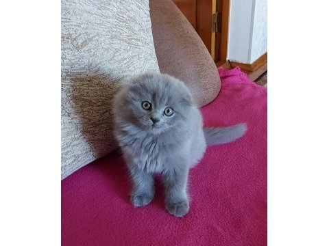 Scottish fold yavrularımız evinizin neşesi olacaktır