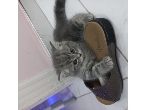 Süper bebek kediler