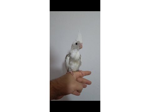 Yeni yeme düşen albino sultan papağanı kuslar