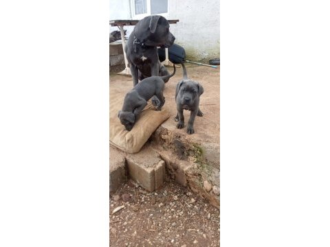 A kalite iri cane corso yavrular