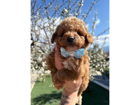 Şampiyon poodle bebekler geldi