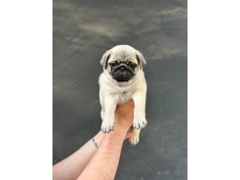 Gül kuyruk hamburger surat pug mops