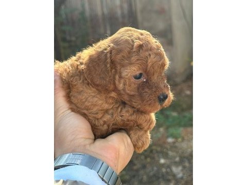Toy poodle