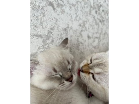 3 aylık erkek british shorthair