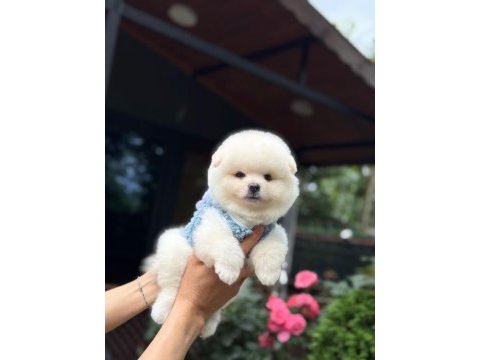 Sağlık ve ırk garantili pomeranian boo