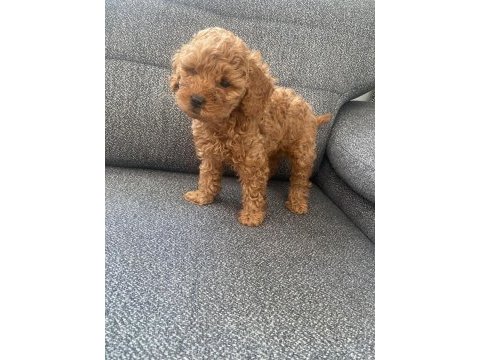 2 ay 15 günlük erkek toy poodle