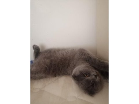 1 yaşında dişi scottish fold kedimiz