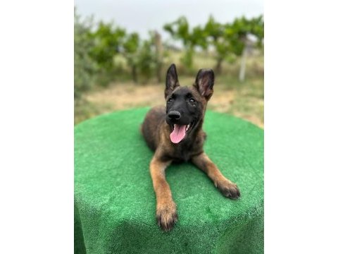 Manisa malinois 45