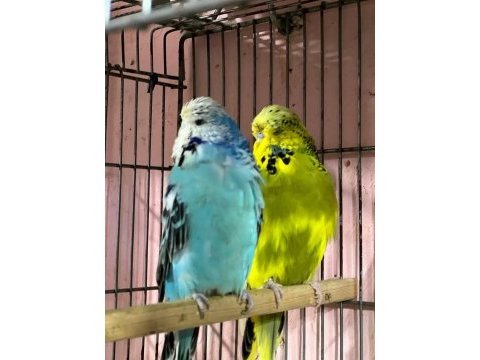 Show jumbo muhabbet kuşu yavrular ve takımlar