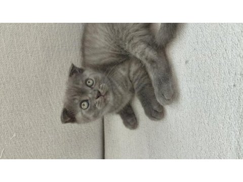 1 tane scottish fold kedimiz 1 tane british shorthair kedimi