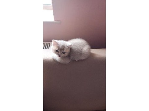 1 aylık yavru british shorthair