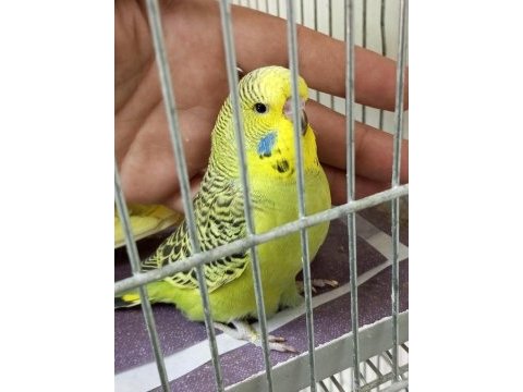 Yavru yeni düşmüş jumbo erkek muhabbet kuşu