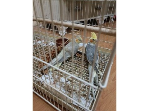 Yavru alınmış sultan papağanı çift