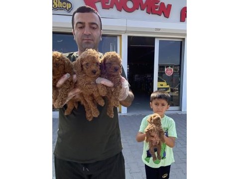Wc egitimli toy poodle yavrularımız fenomen pets ankara