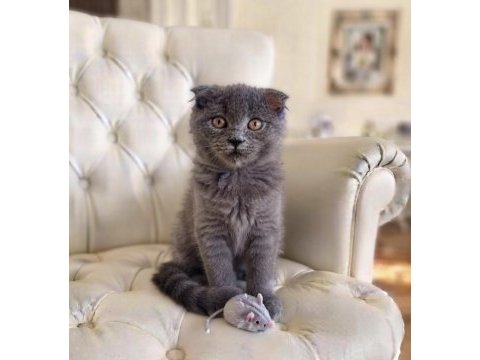 Sevimli scottish fold kız
