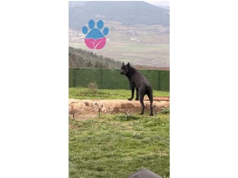 Cane corso köpeğimiz herküle eş arıyoruz