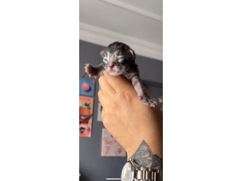 Maine coon miniklerim rezerve için müsait