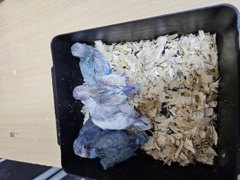 Yeme yeni düşecek forpus bebekler