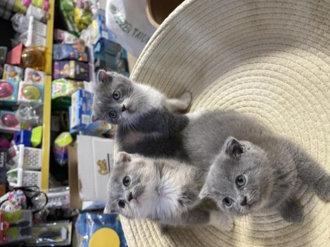 Scottish fold bebeklerimiz