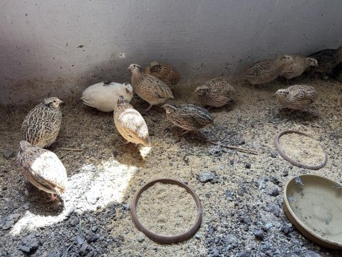 Etlik bıldırcın ve kuluçkalık döllü yumurta