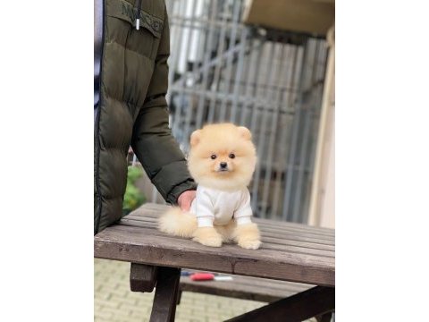 Güzellik harikası pomeranian bebekler