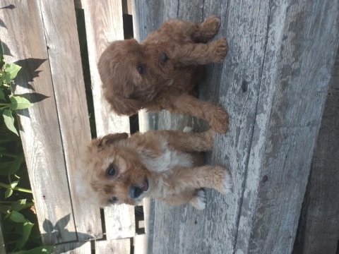 Maltipoo yavru