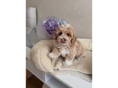 Maltipoo bebeklerimiz