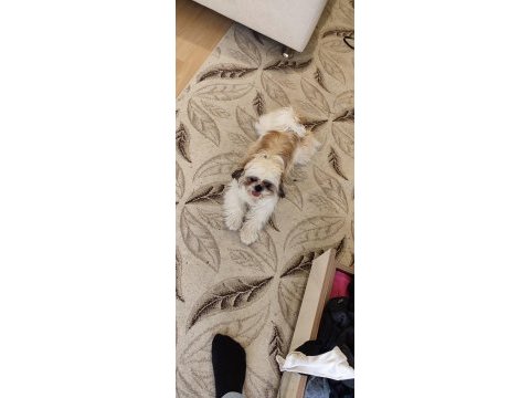 Shih tzu 7 aylık eğitimli