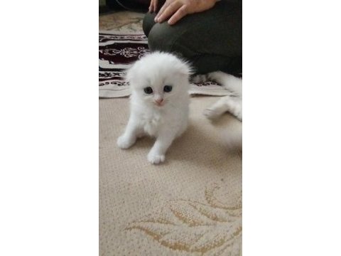 Köpük balım scottish fold
