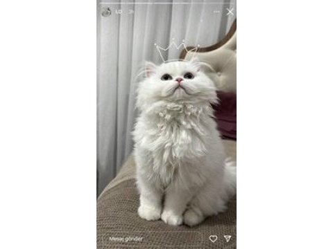 Anne altından chinchilla kedisi bebekler