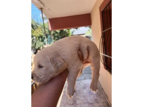 25 günlük golden retriever yavruları