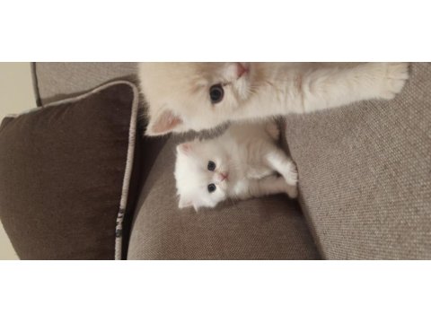 British shorthair erkek
